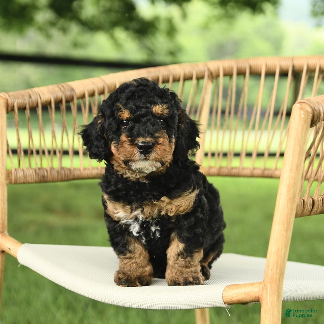 Mini Bernedoodle dogs for sale: Handsome - Image 3