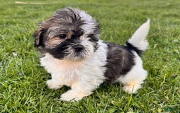 Shih Tzu dogs for sale: Cupcake - Image 4