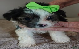 Yorkshire Terrier dogs for sale: Beckham - Image 27