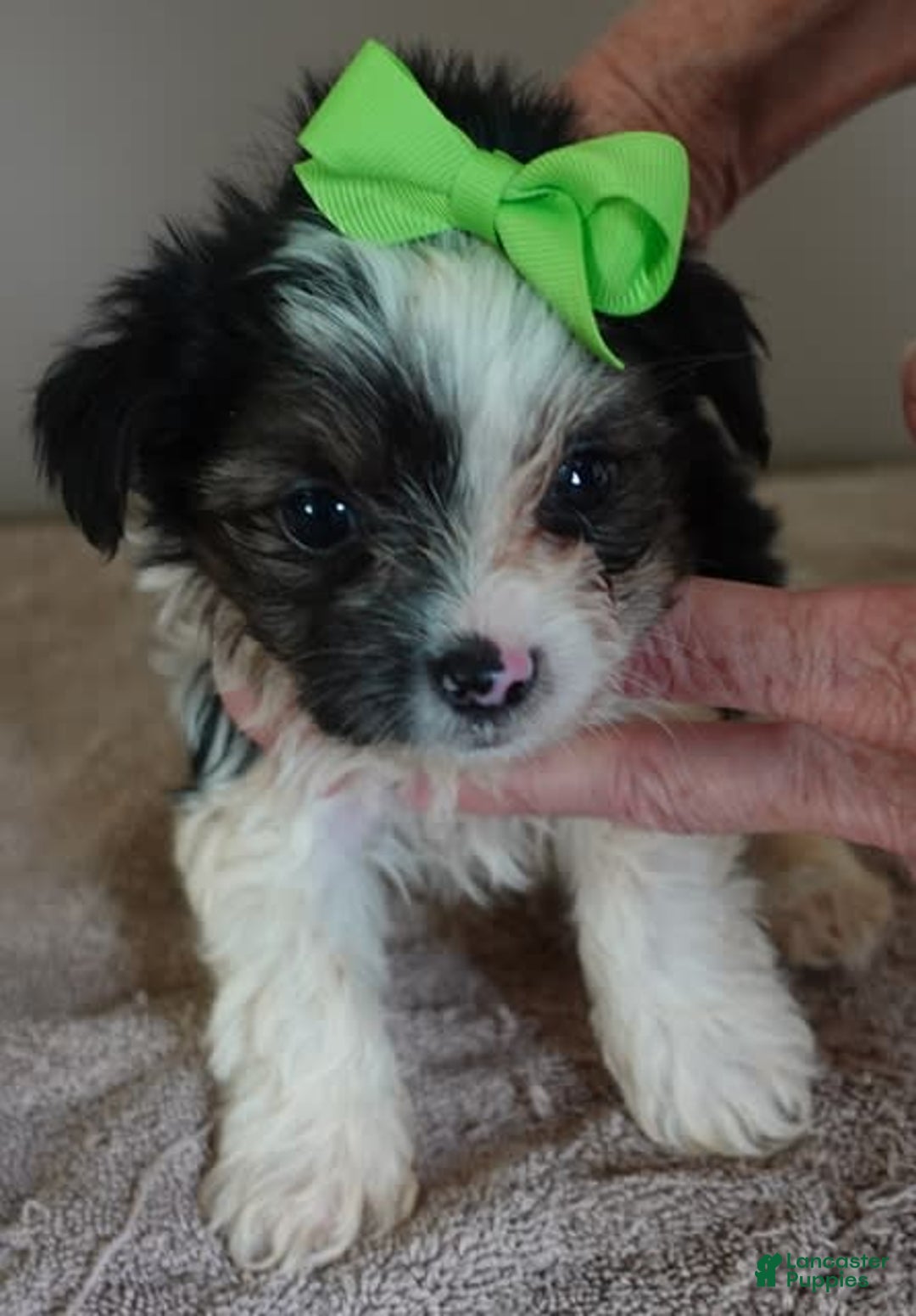 Yorkshire Terrier dogs for sale: Beckham - Image 27