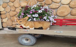 Welsh Corgi Pembroke dogs for sale: Bover - Image 5