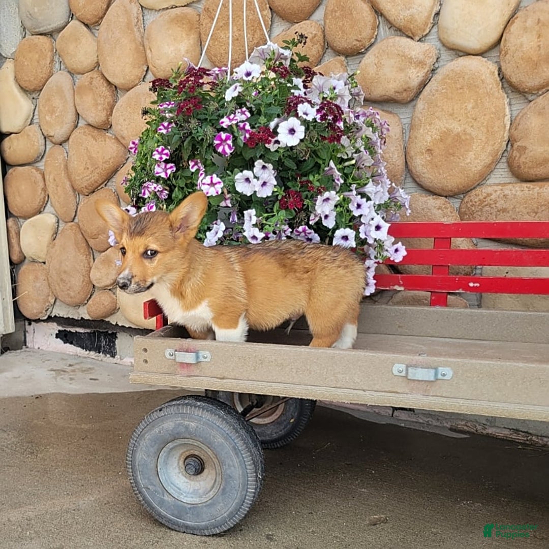 Welsh Corgi Pembroke dogs for sale: Bover - Image 5