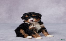Mini Bernedoodle dogs for sale: Arnie - Image 5