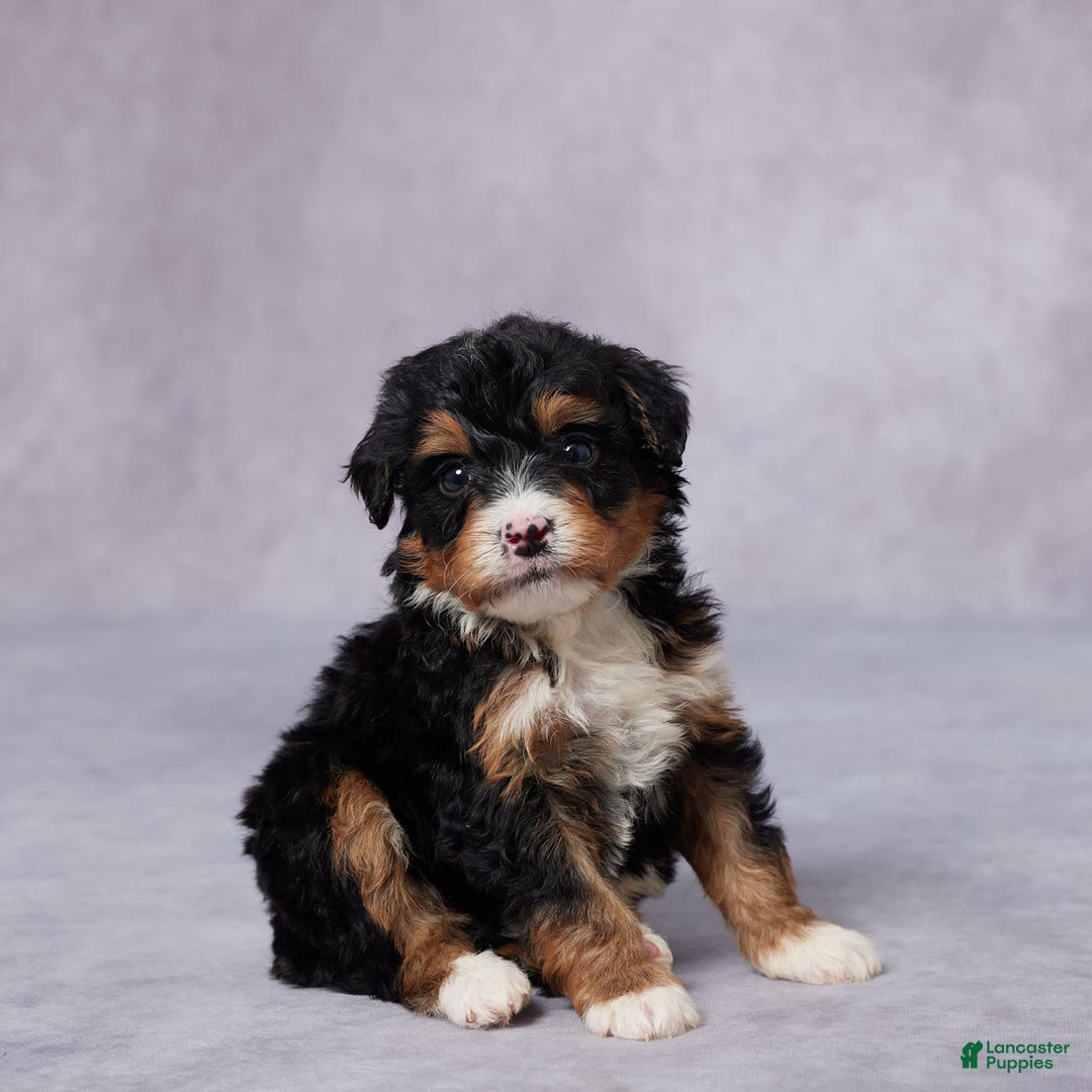 Mini Bernedoodle dogs for sale: Arnie - Image 5