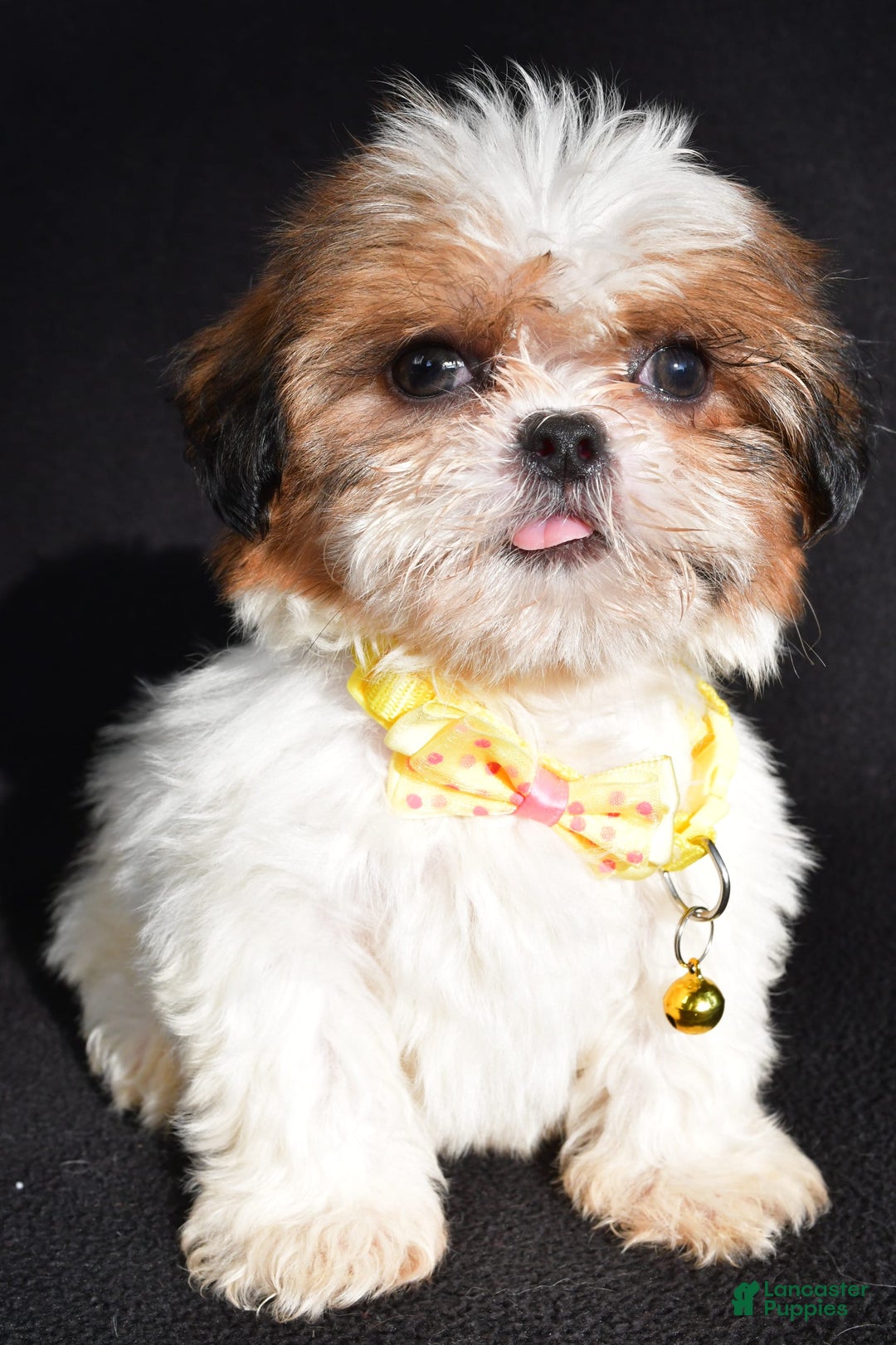 Shih Tzu dogs for sale: Thomas - Image 7