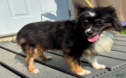Australian Shepherd dogs for sale: Snickers Mini - Image 4
