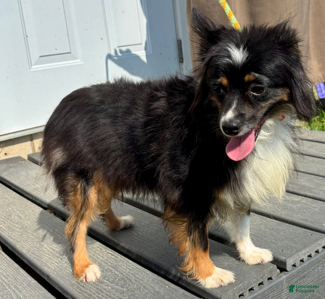 Australian Shepherd dogs for sale: Snickers Mini - Image 4