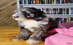 Portuguese Water Dog dogs for sale: Ruby - Image 6