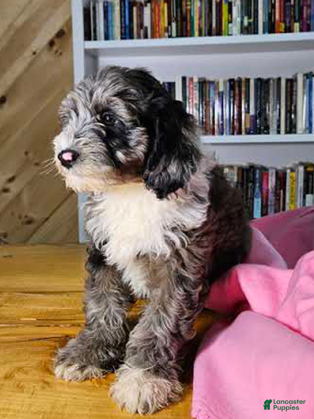 Portuguese Water Dog dogs for sale: Ruby - Image 6