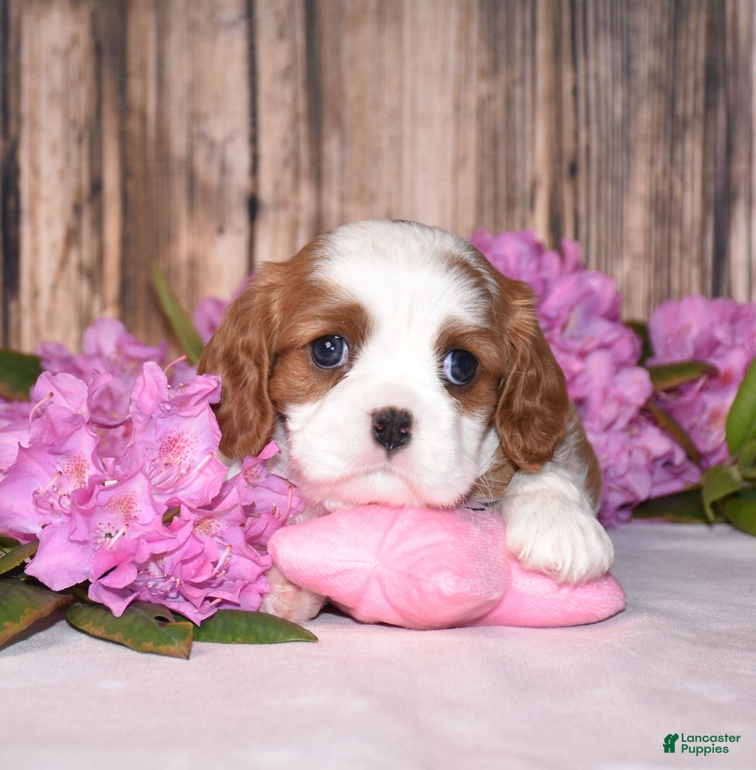 Cavalier King Charles Spaniel dogs for sale: Oscar - Image 5