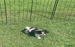Japanese Chin dogs for sale: Puppy 9 - Image 1
