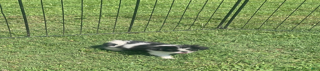 Puppy 9