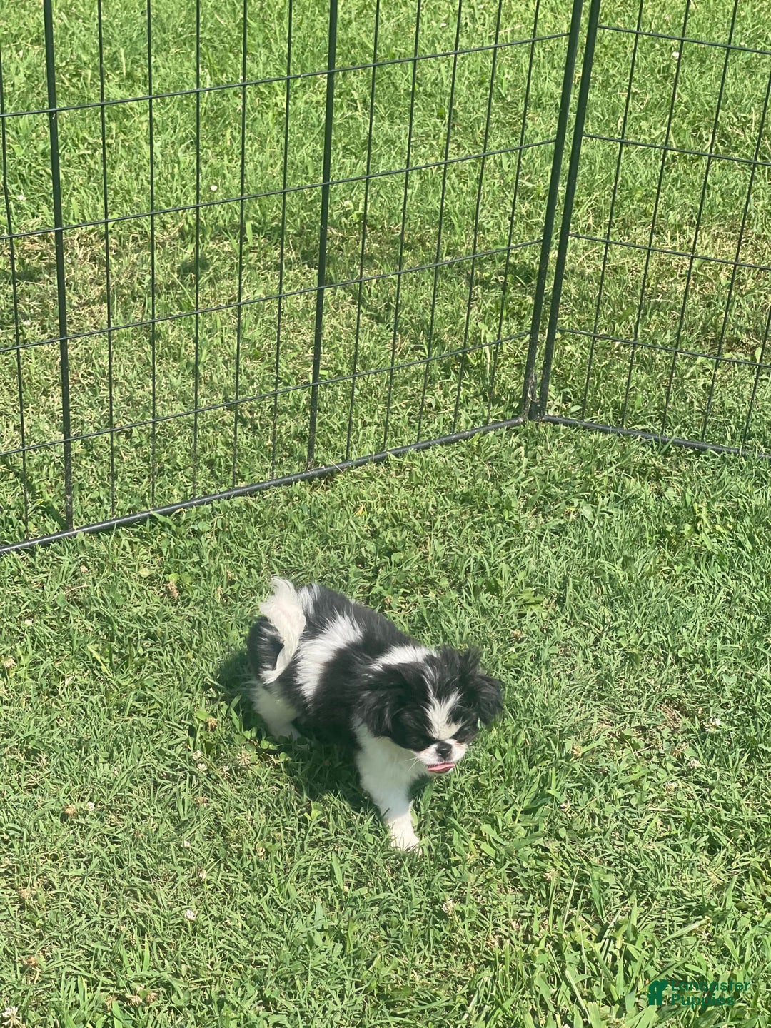Japanese Chin dogs for sale: Puppy 9 - Image 1