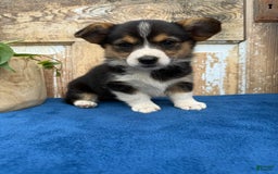 Welsh Corgi Pembroke dogs for sale: Clara - Image 5