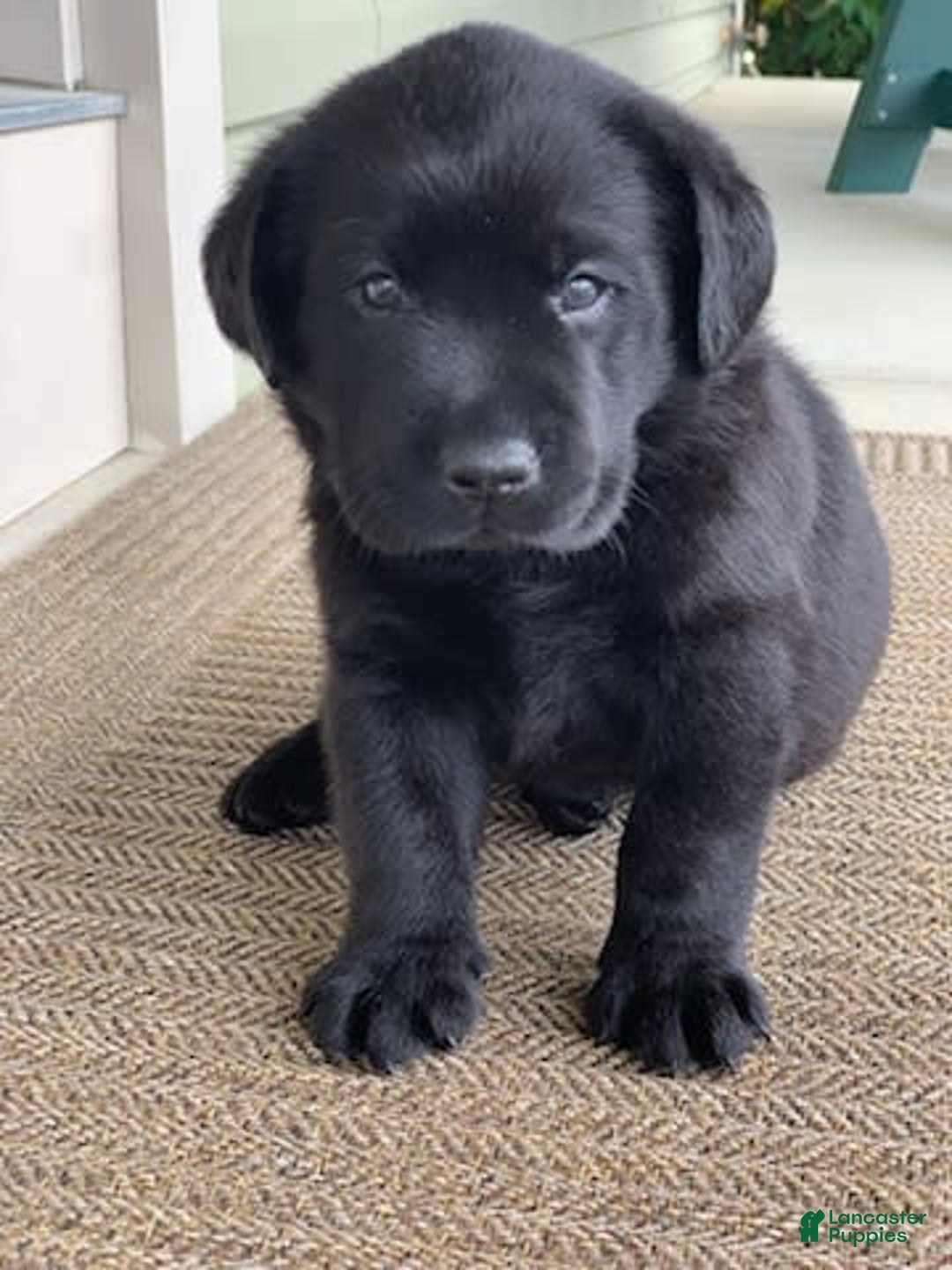 Labrador Retriever dogs for sale: Ruger - Image 2