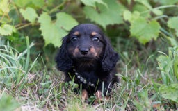 Miniature Dachshund dogs for sale: Diana - Image 2