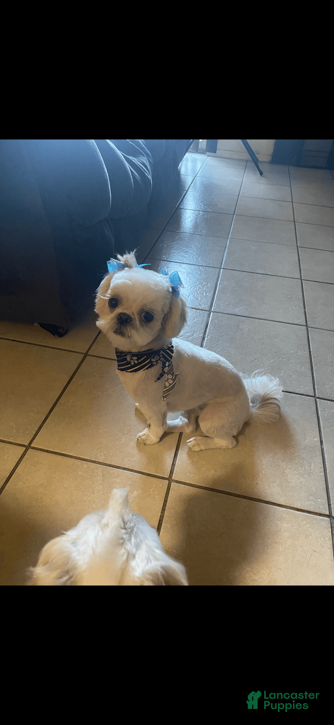 Shih Tzu dogs for sale: Mystical - Image 10