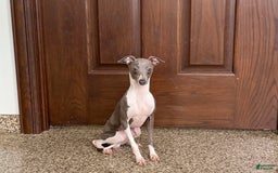 Italian Greyhound dogs for sale: Clayton - Image 2