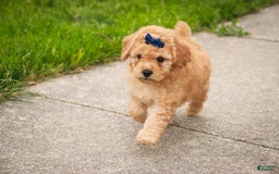 Miniature Poodle dogs for sale: Addison - Image 11