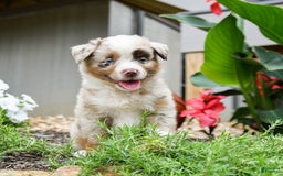Miniature Australian Shepherd dogs for sale: Dakota - Image 2