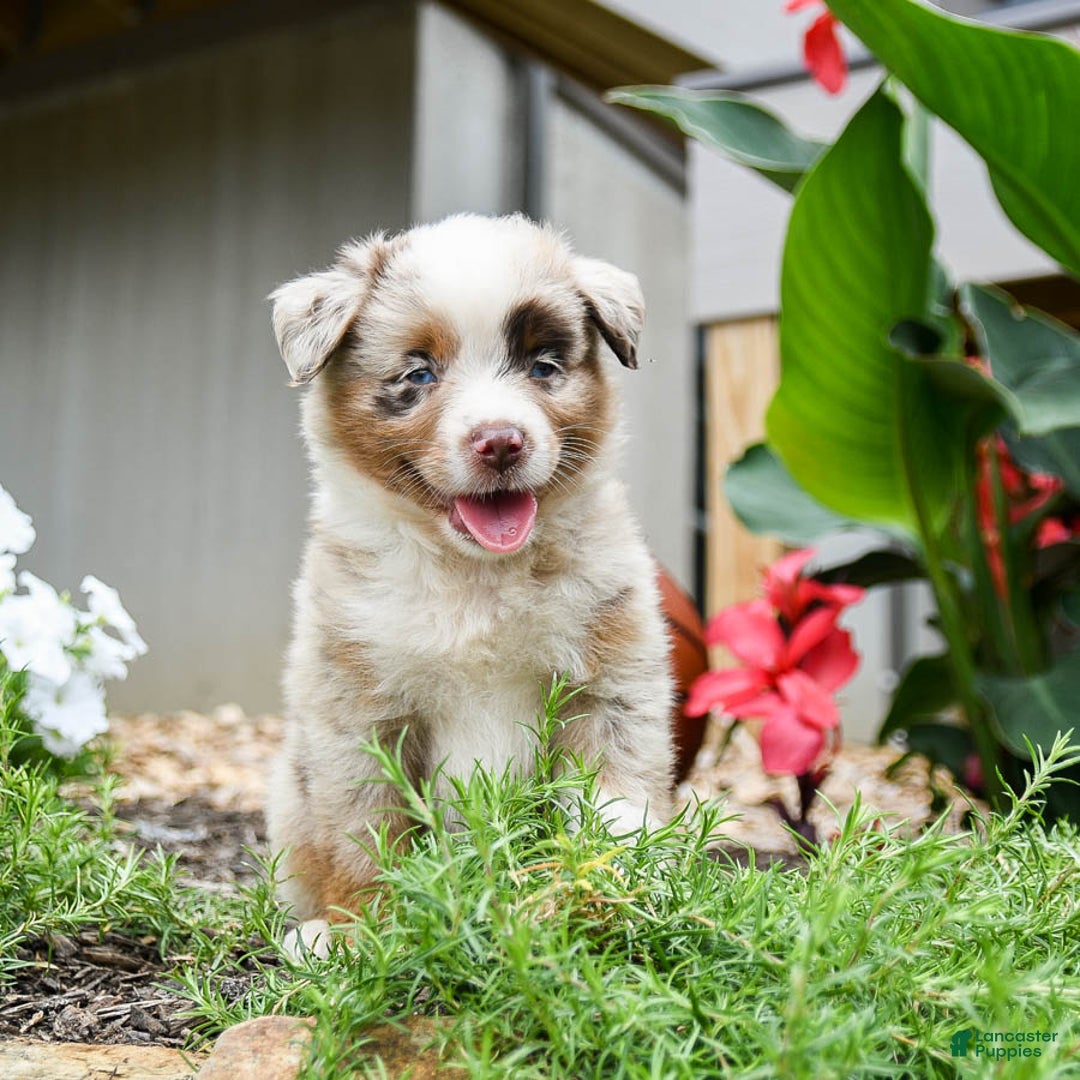 Miniature Australian Shepherd dogs for sale: Dakota - Image 2