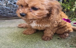 Cavapoo dogs for sale: Theo - Image 12
