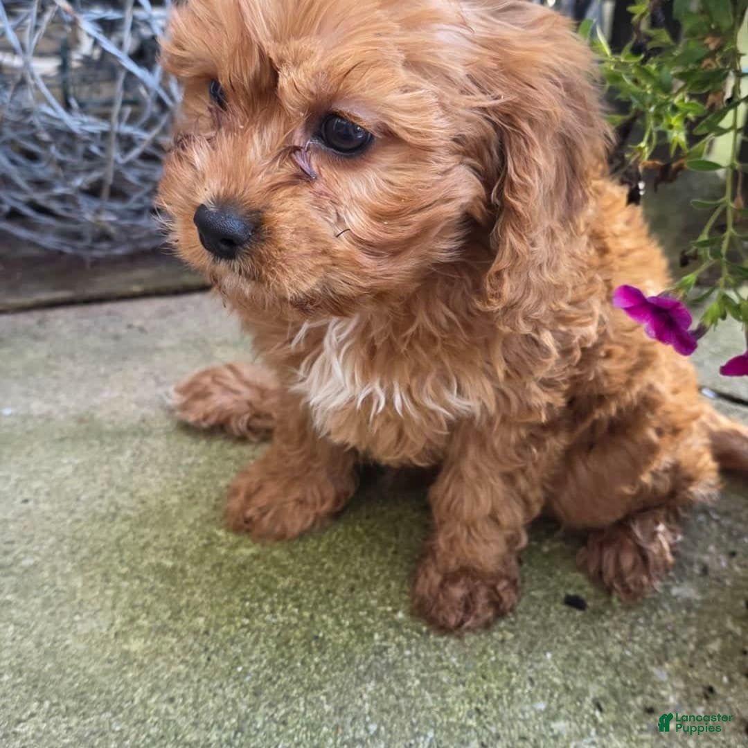 Cavapoo dogs for sale: Theo - Image 12