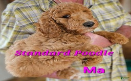Standard Poodle dogs for sale: Ma Standard - Image 1