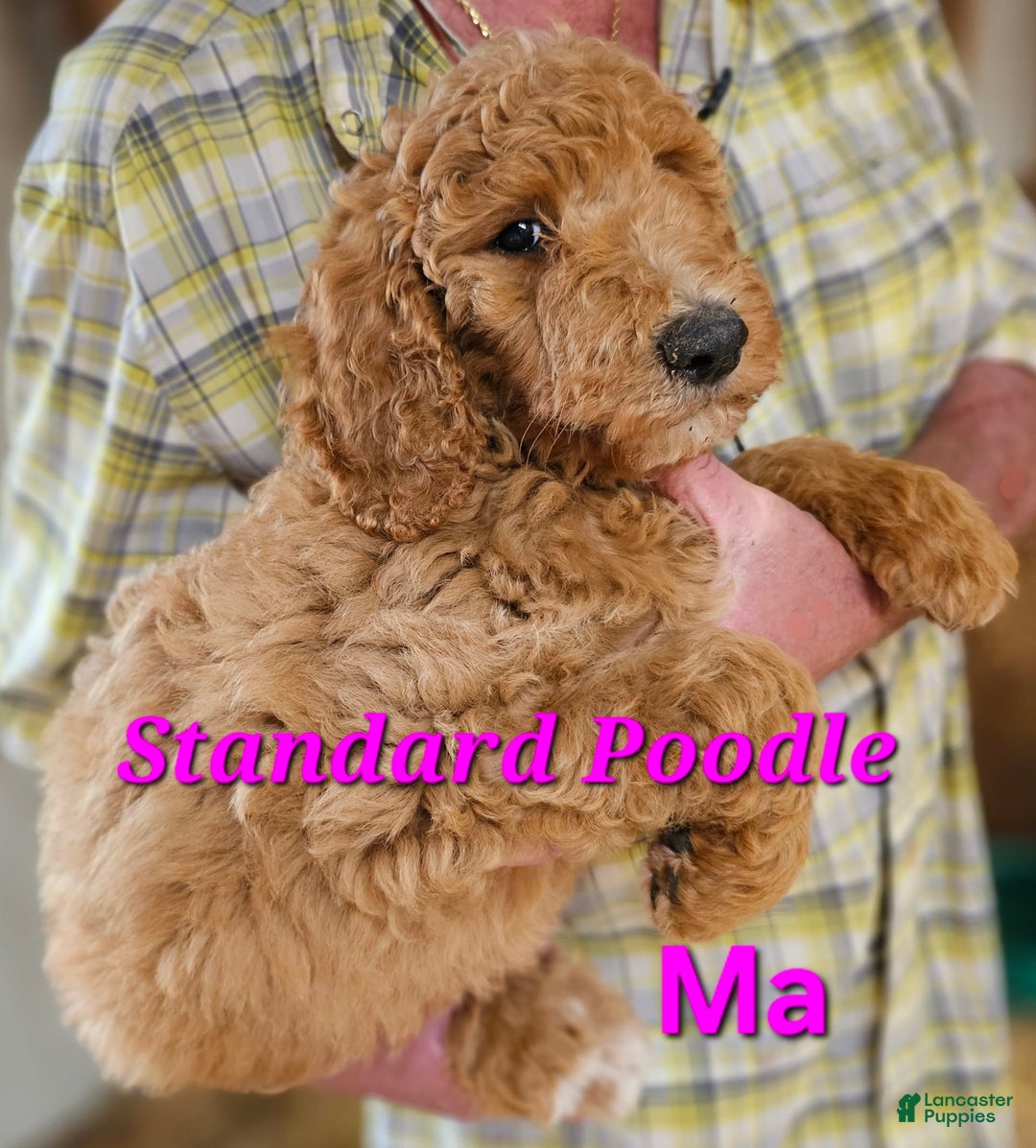 Standard Poodle dogs for sale: Ma Standard - Image 1