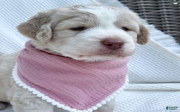 Labradoodle dogs for sale: Honey - Image 6