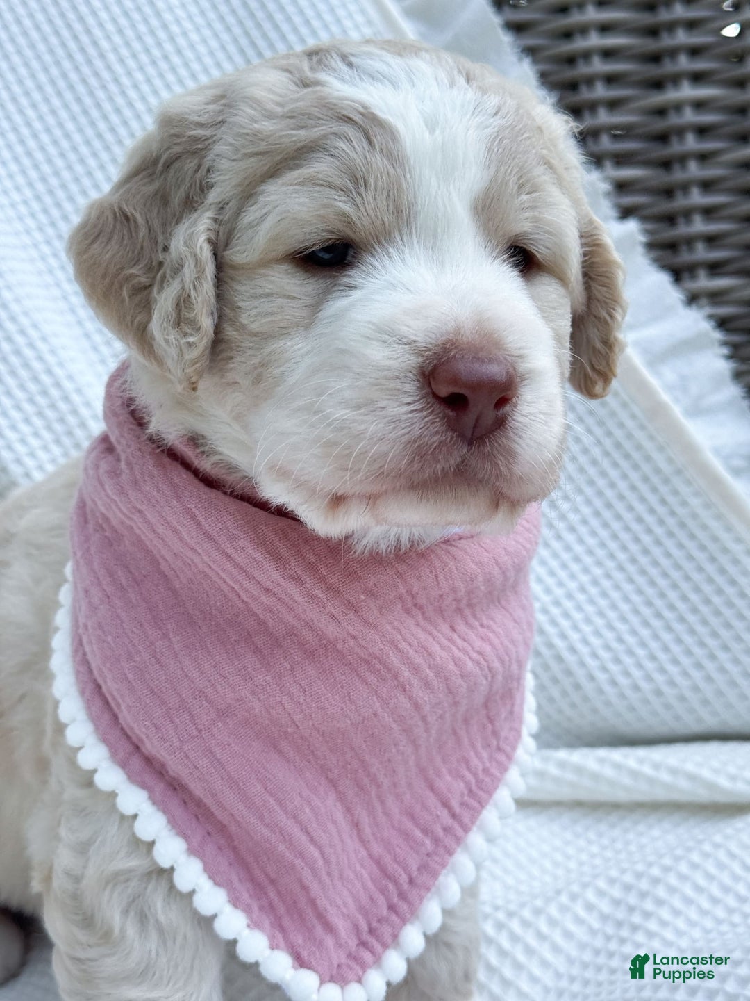Labradoodle dogs for sale: Honey - Image 6