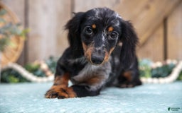 Miniature Dachshund dogs for sale: Stormy - Image 4