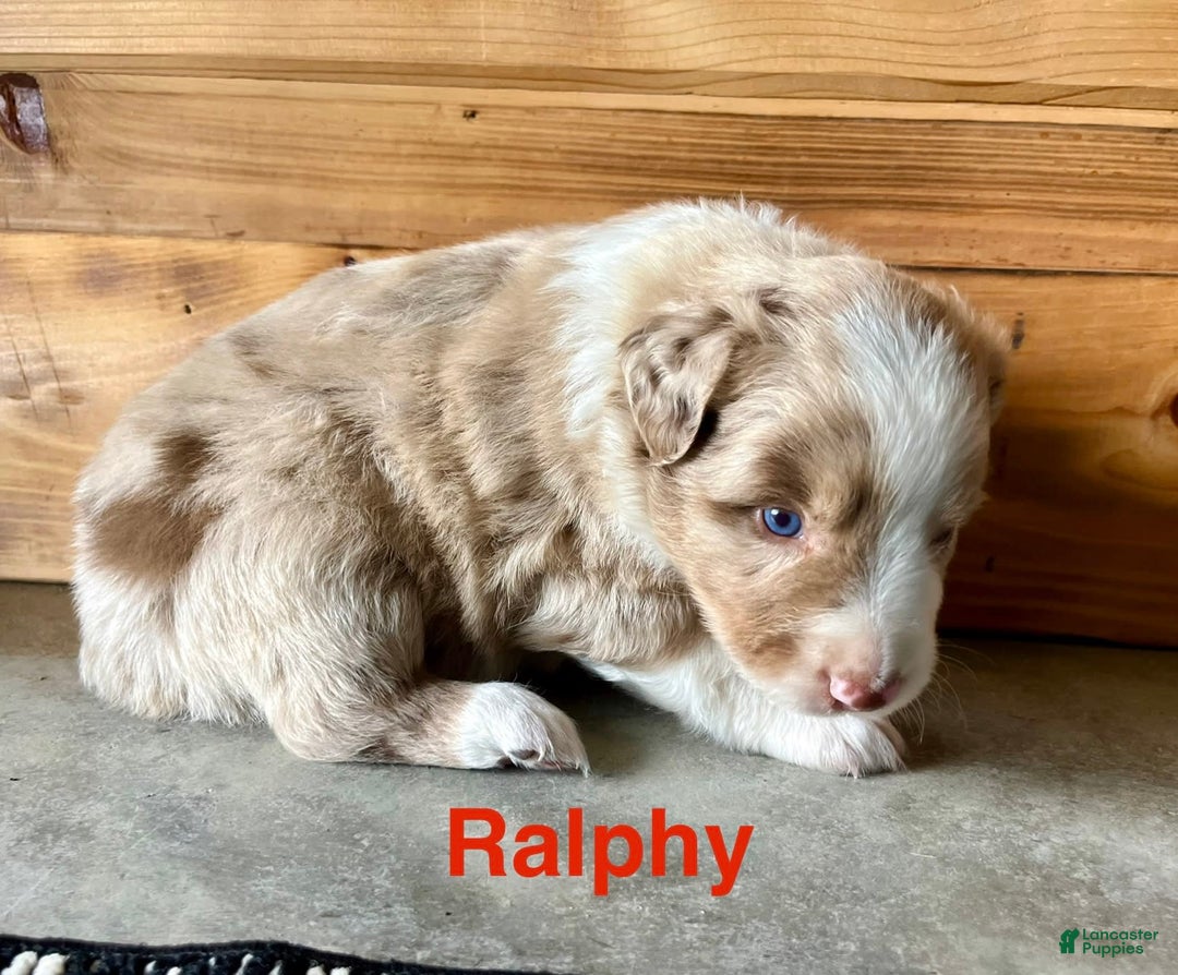 Australian Shepherd dogs for sale: Ralphy - Image 3