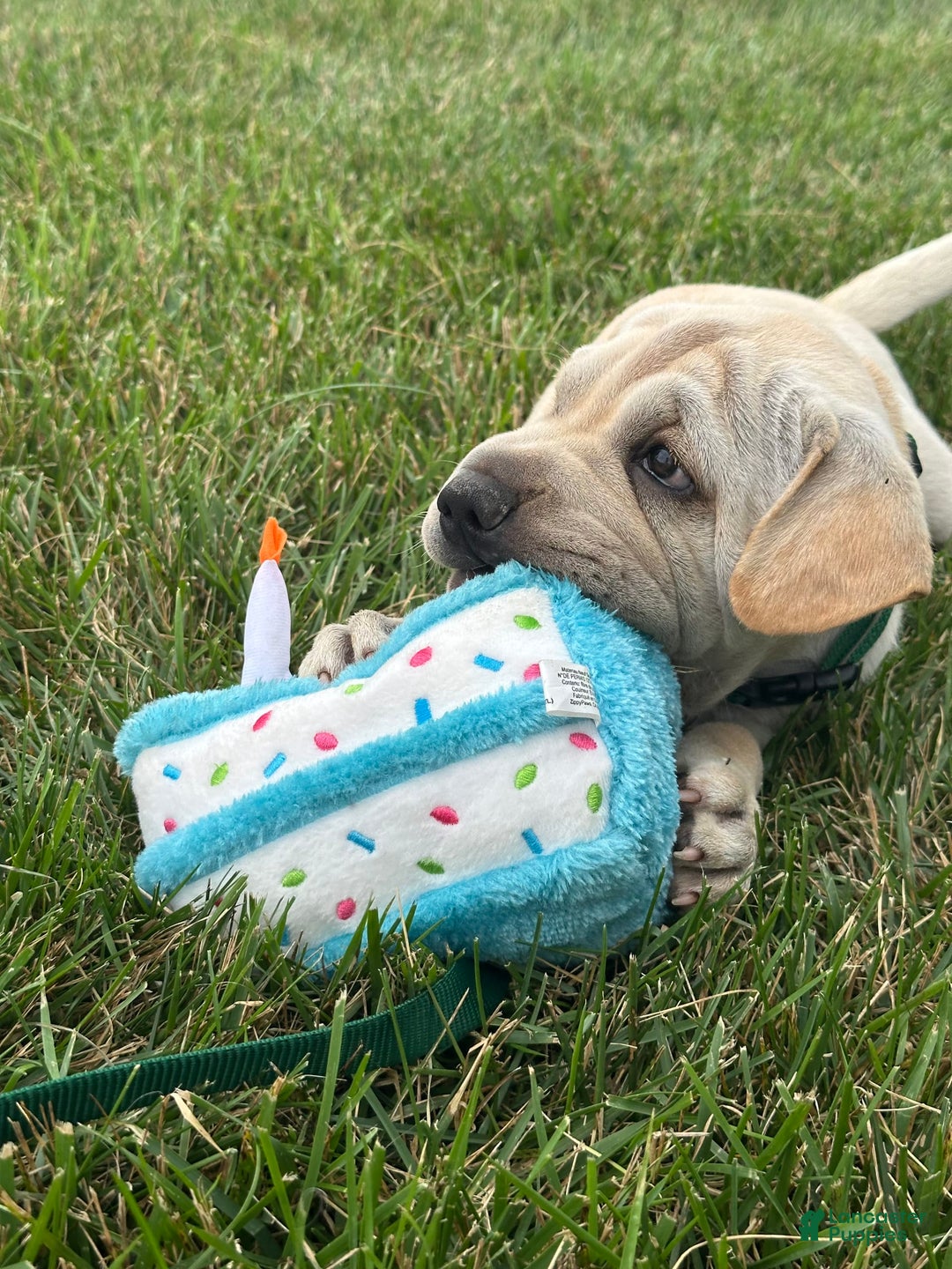 Mini Hippo dogs for sale: Duke - Image 2