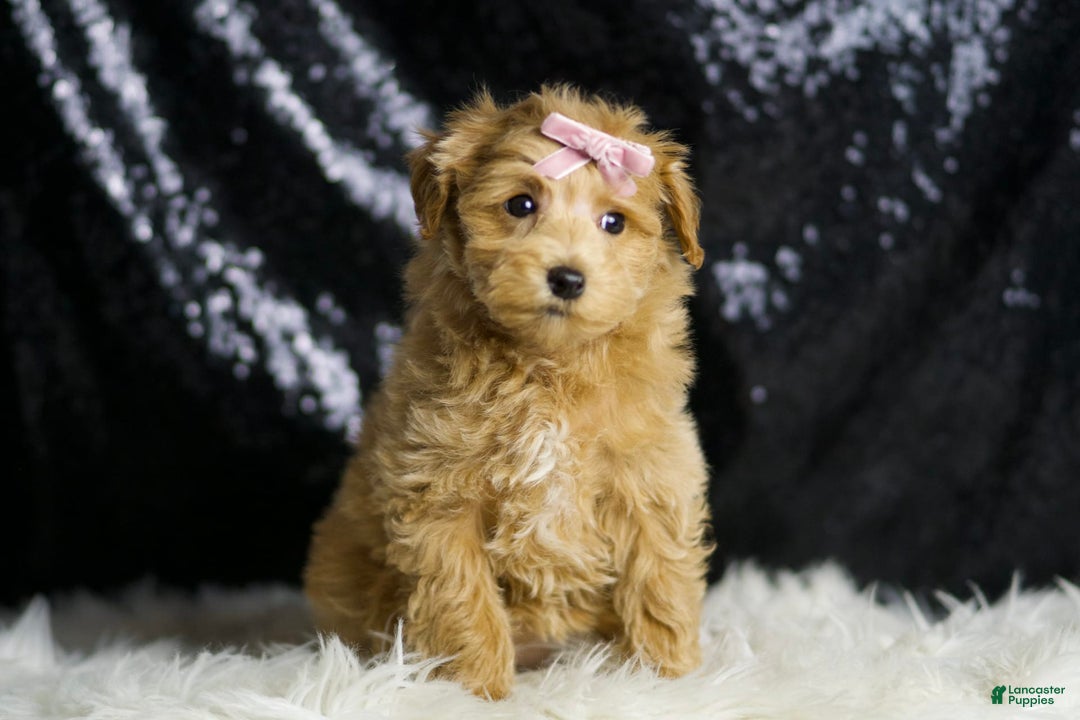 Maltipoo dogs for sale: Felicia - Image 1
