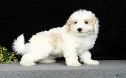 Maltipoo dogs for sale: Polly - Image 5
