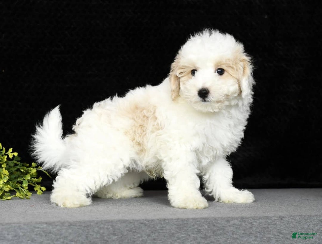 Maltipoo dogs for sale: Polly - Image 5