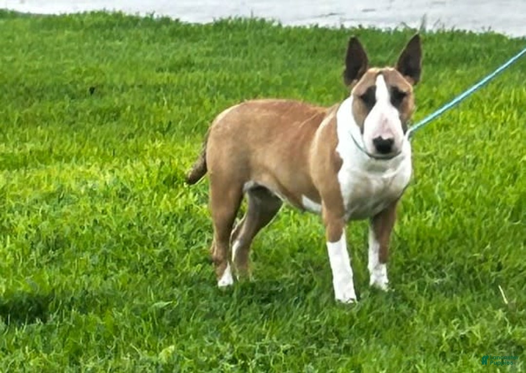 Bull Terrier dogs for sale: Skye - Image 5