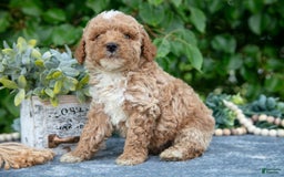 Miniature Poodle dogs for sale: Willy - Image 1
