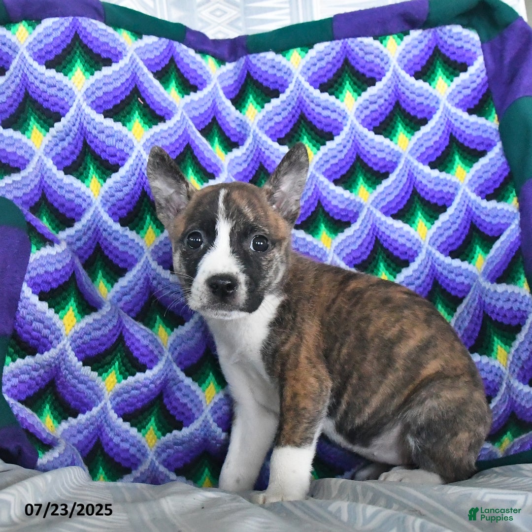 Boston Terrier dogs for sale: Blossom - Image 2