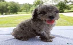 Miniature Poodle dogs for sale: Benson - Image 3