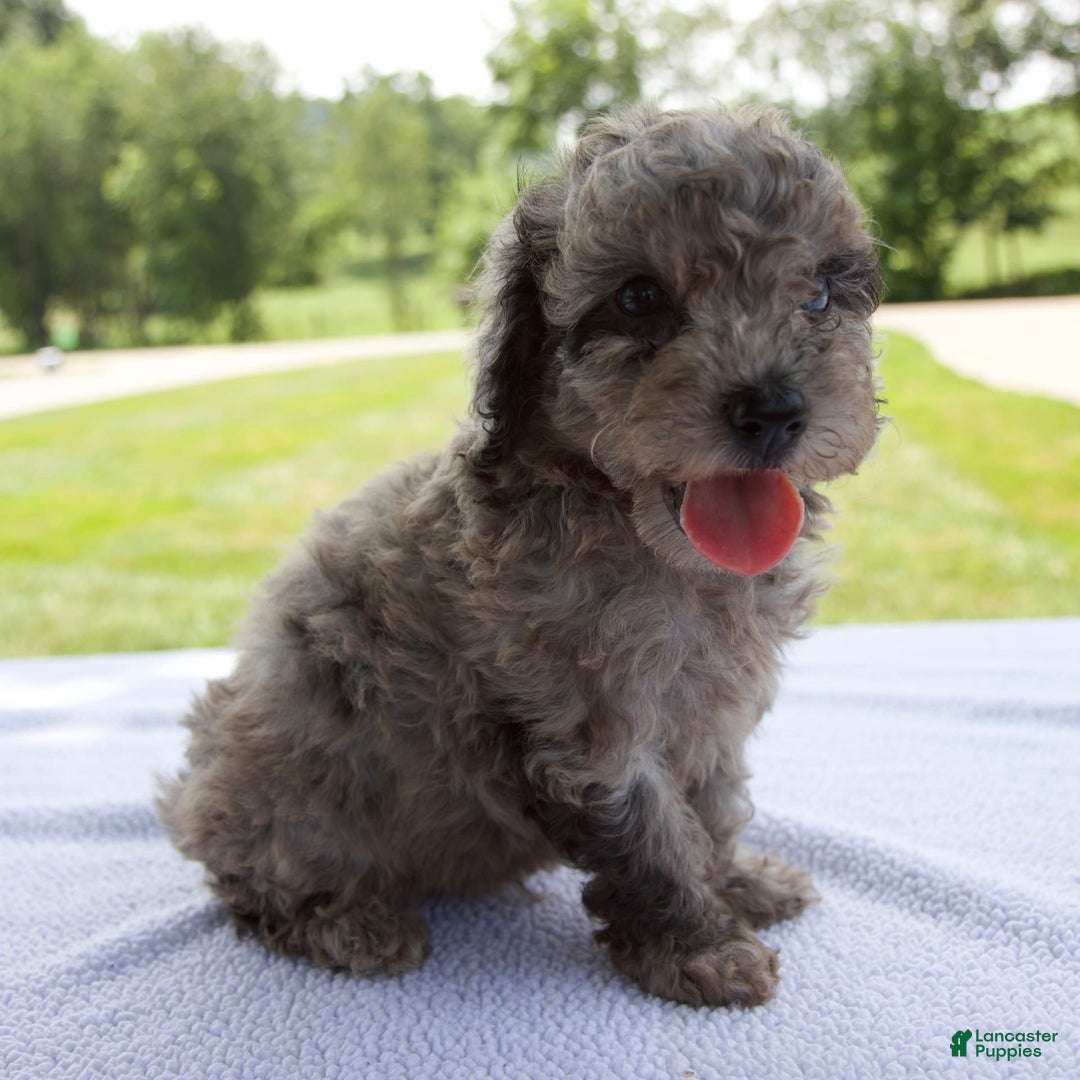 Miniature Poodle dogs for sale: Benson - Image 3