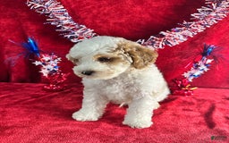 Standard Poodle dogs for sale: Jupiter - Image 8