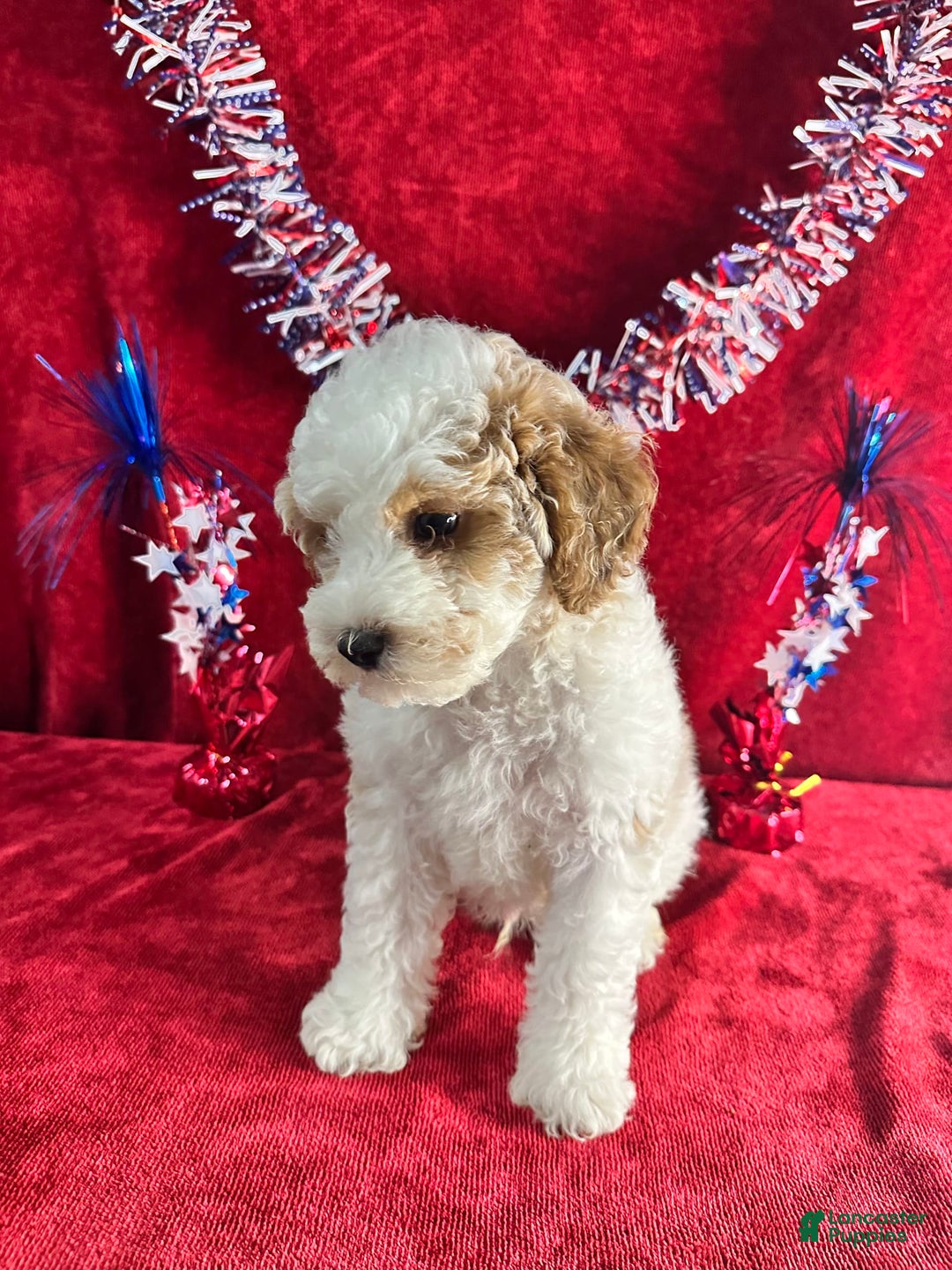 Standard Poodle dogs for sale: Jupiter - Image 8