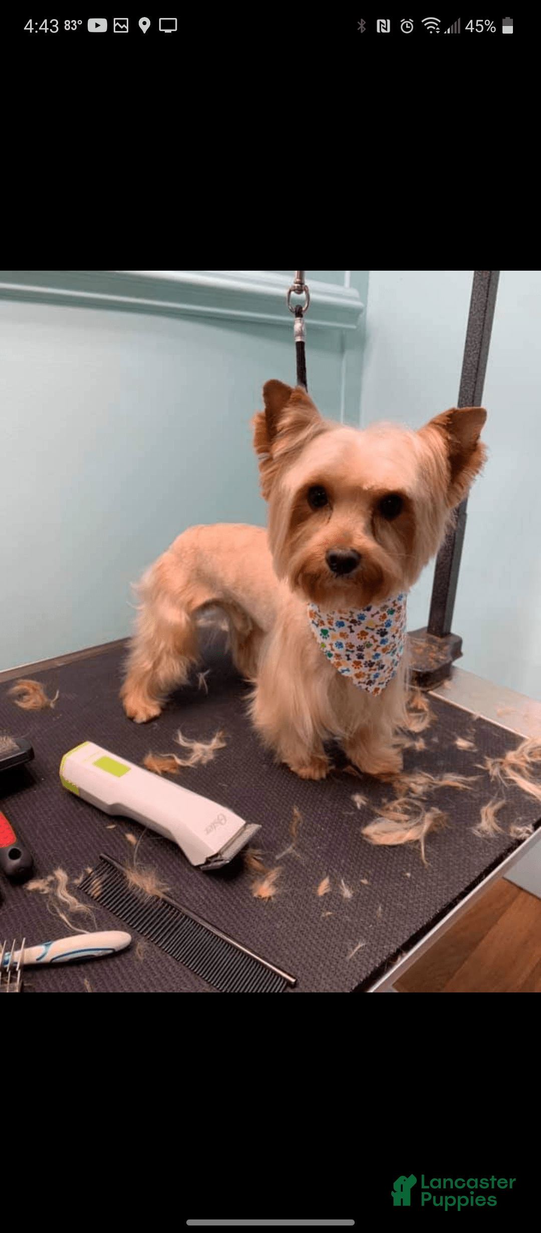 Yorkiepoo dogs for sale: Rita - Image 9