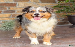 Australian Shepherd dogs for sale: Jasper - Image 7