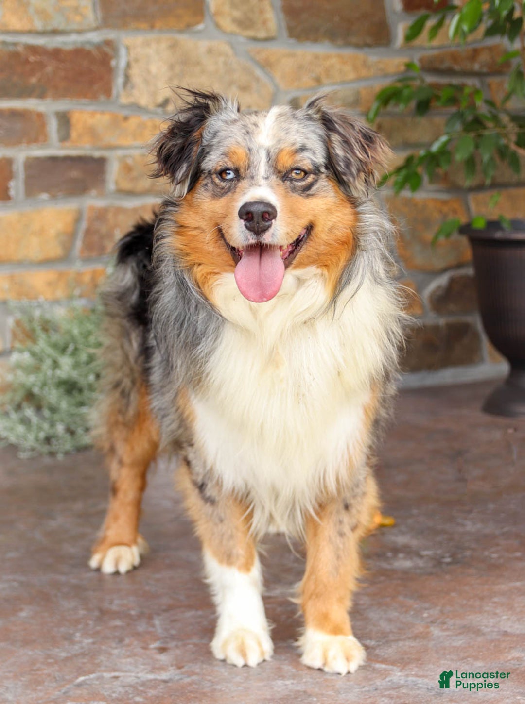 Australian Shepherd dogs for sale: Jasper - Image 7
