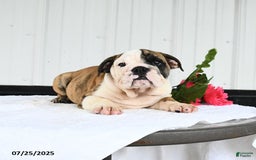 English Bulldog dogs for sale: English Bulldog 6 puppies - Image 9