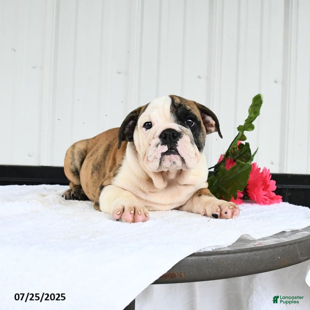 English Bulldog dogs for sale: English Bulldog 6 puppies - Image 9