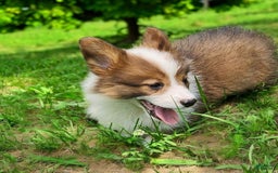 Welsh Corgi Pembroke dogs for sale: Teeka Fluffy - Image 2